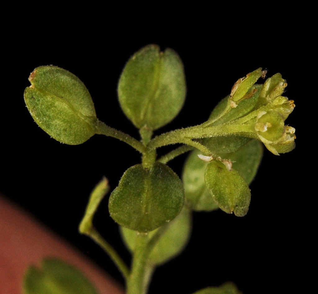 Flora of Eastern Washington Image: Lepidium virginicum 7