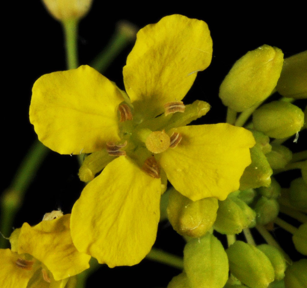 Flora of Eastern Washington Image: Sisymbrium loeselii sing flower zoomed in