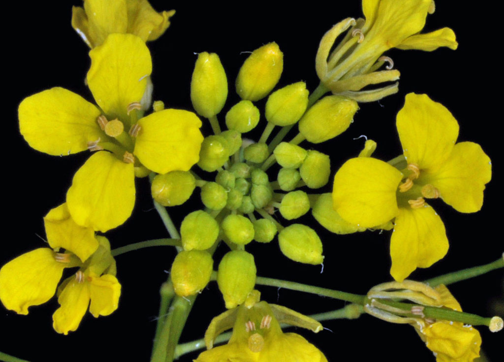 Flora of Eastern Washington Image: Sisymbrium loeselii many bulbs top view