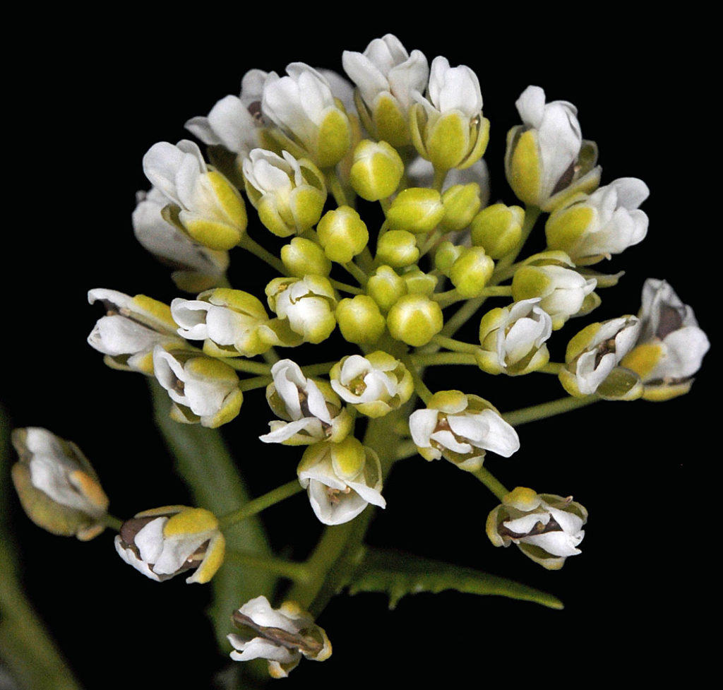Flora of Eastern Washington Image: Thlaspi arvense top view of flowers and buds