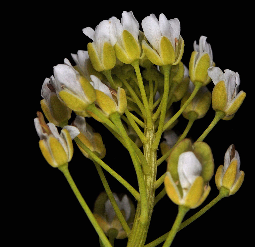 Flora of Eastern Washington Image: Thlaspi arvense side profile of stem and flower buds