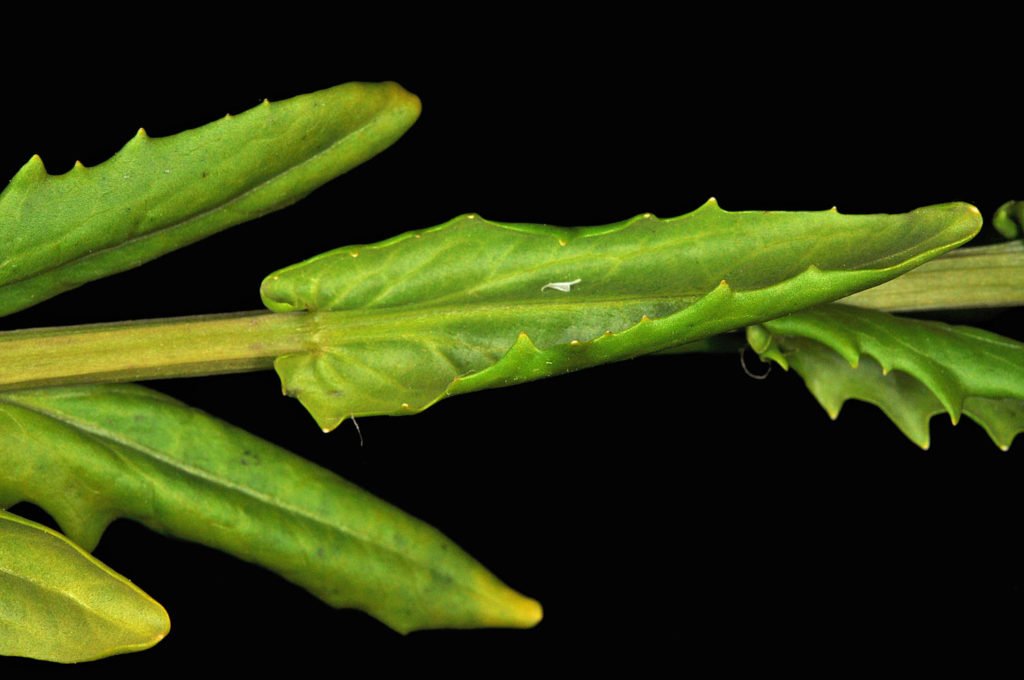 Flora of Eastern Washington Image: Thlaspi arvense leaf