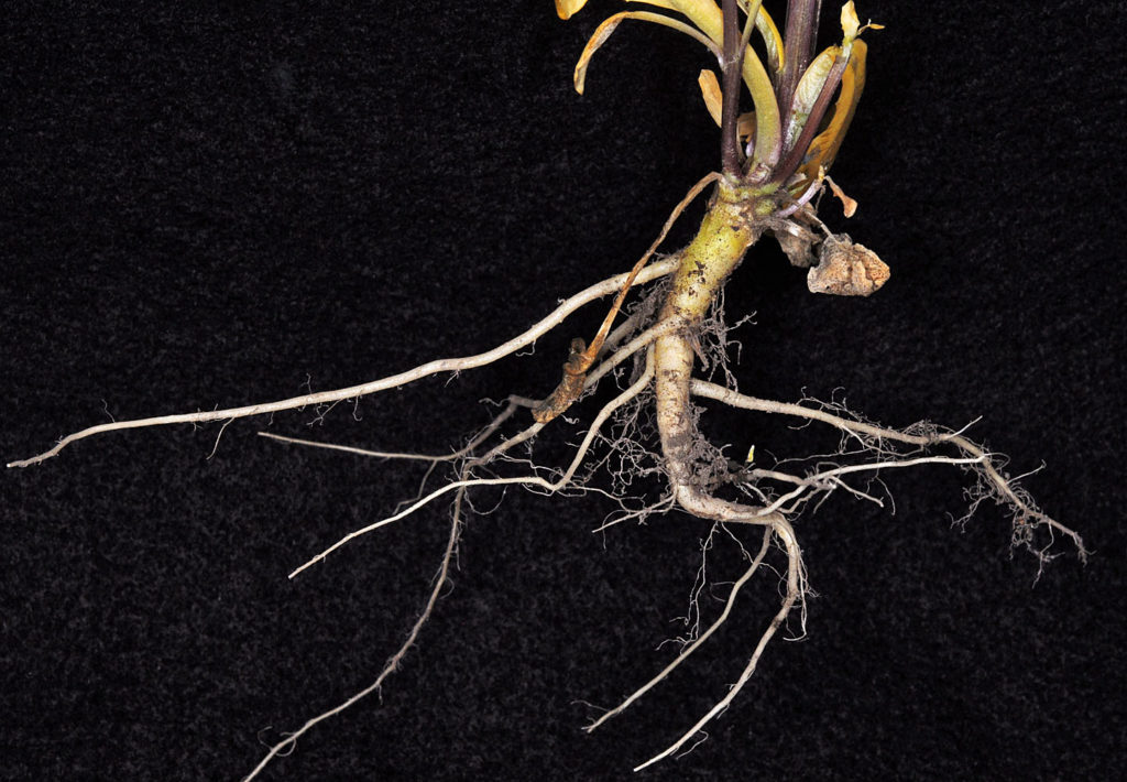 Flora of Eastern Washington Image: Thlaspi arvense roots