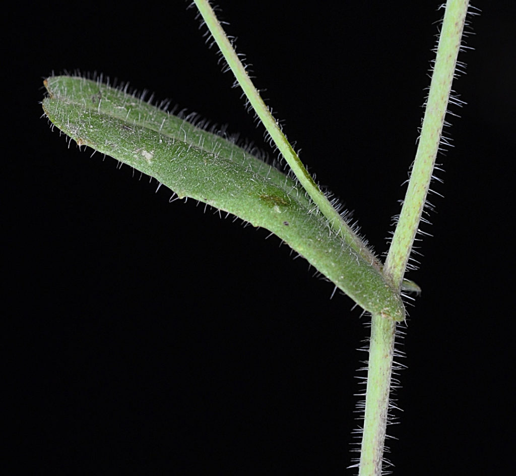 Flora of Eastern Washington Image: Thysanocarpus curvipes stem and leaves
