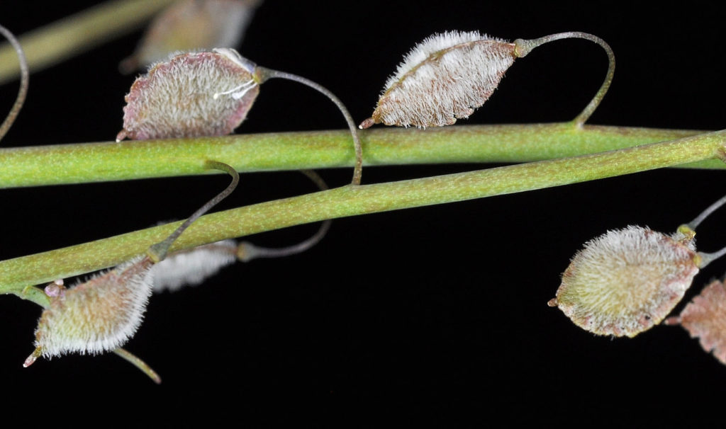 Flora of Eastern Washington Image: Thysanocarpus curvipes stem and two bulbs