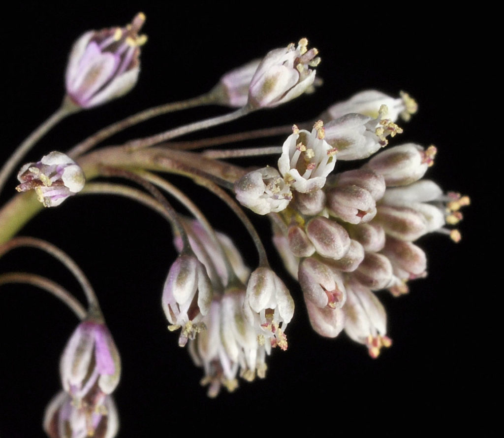 Flora of Eastern Washington Image: Thysanocarpus curvipes side profile of many bulbs