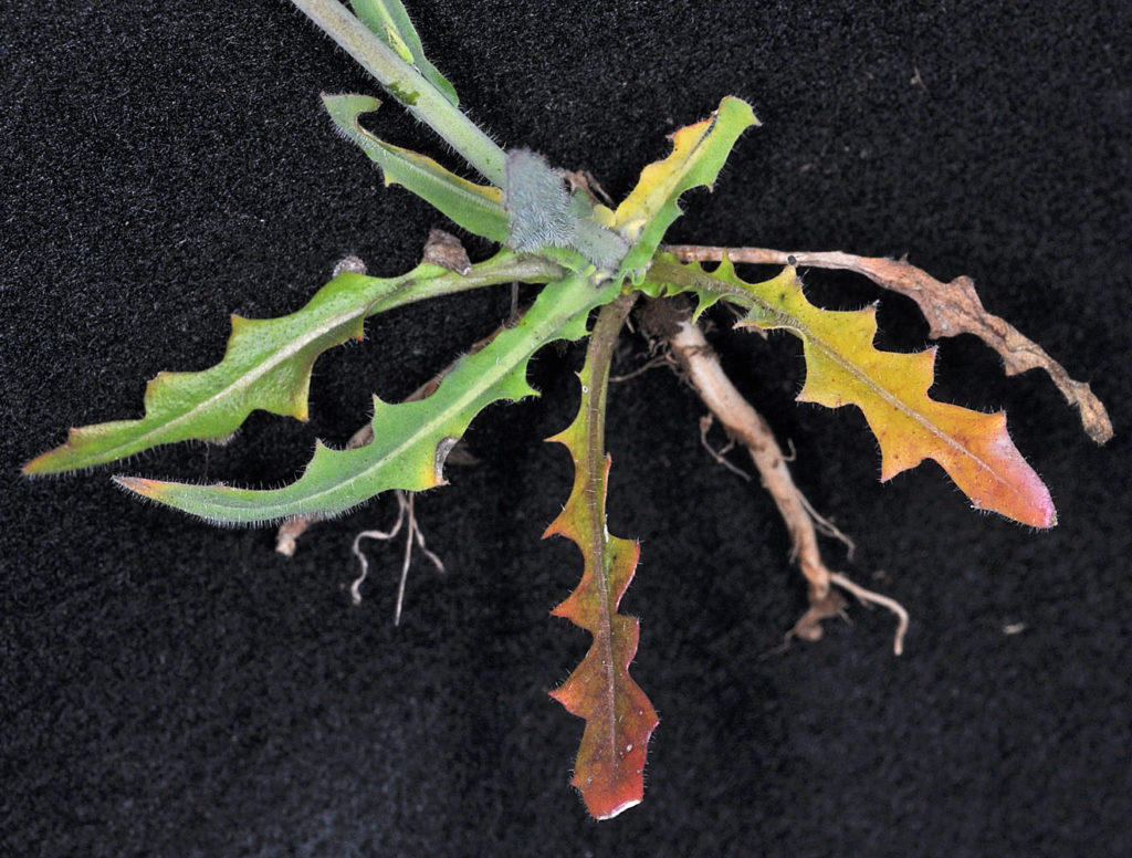 Flora of Eastern Washington Image: Thysanocarpus curvipes top view of plant split point