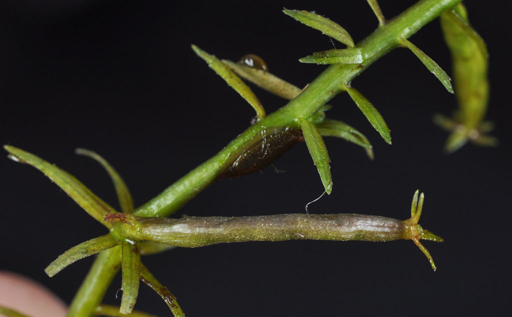 Flora of Eastern Washington Image: Howellia aquatilis 11