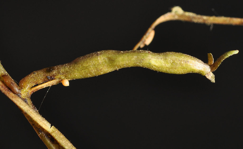 Flora of Eastern Washington Image: Howellia aquatilis 10