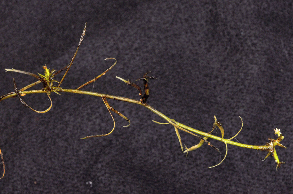 Flora of Eastern Washington Image: Howellia aquatilis 5