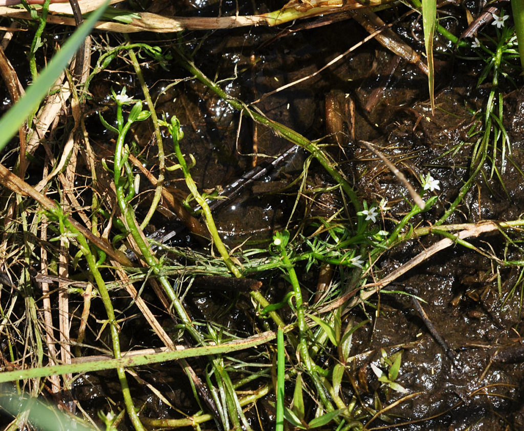 Flora of Eastern Washington Image: Howellia aquatilis 15