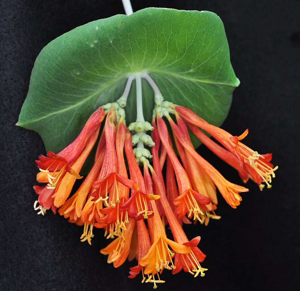 Flora of Eastern Washington Image: Lonicera ciliosa 9
