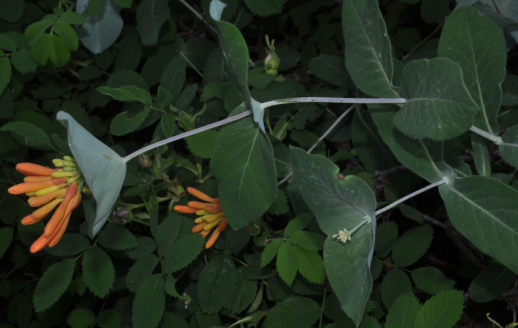 Flora of Eastern Washington Image: Lonicera ciliosa 1