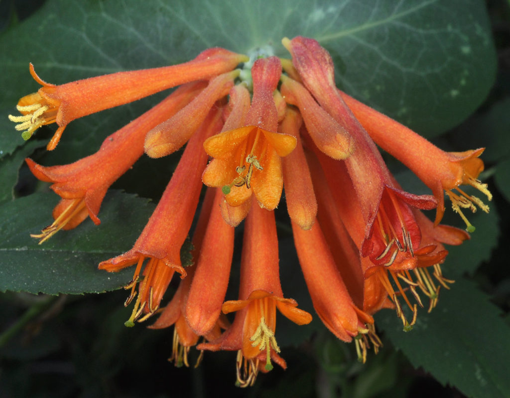 Flora of Eastern Washington Image: Lonicera ciliosa 2
