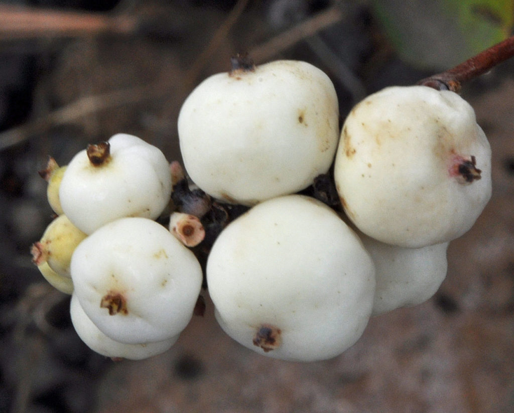 Flora of Eastern Washington Image: Symphoricarpos albus snow berries zoomed