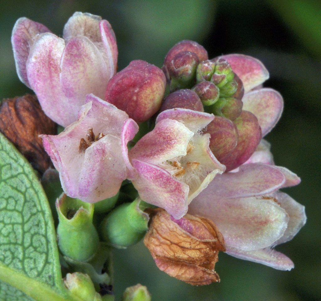 Flora of Eastern Washington Image: Symphoricarpos albus flowerr front view in nature