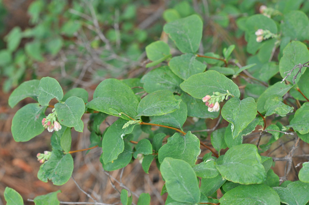 Flora of Eastern Washington Image: Symphoricarpos albus leaves in nature