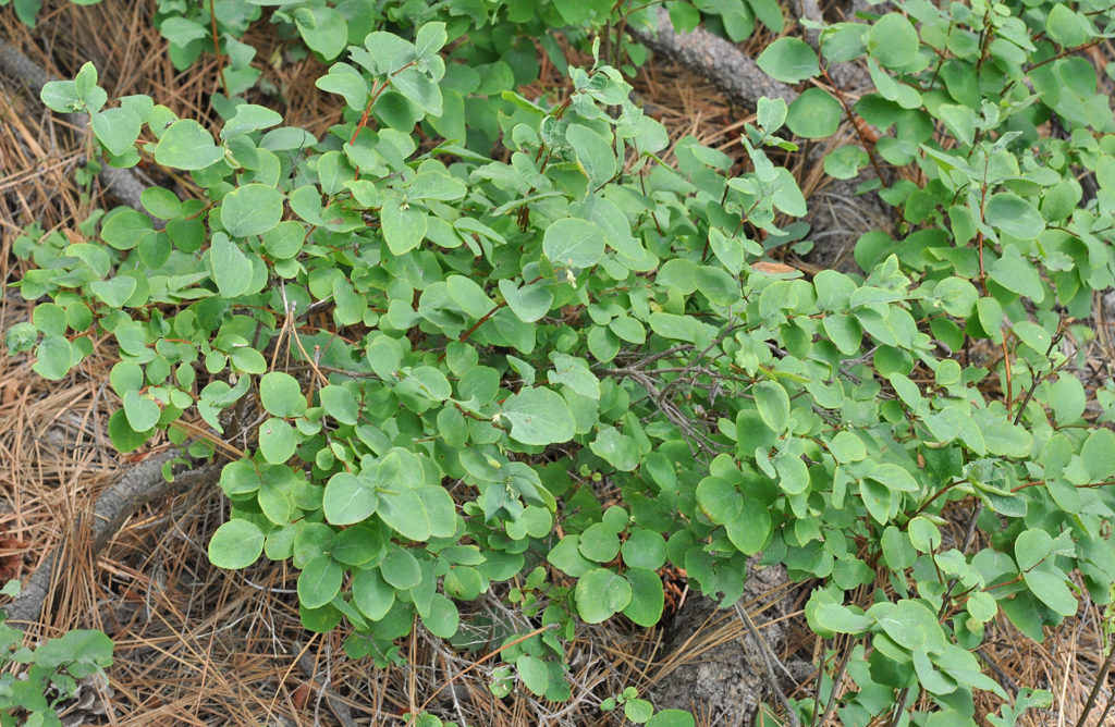 Flora of Eastern Washington Image: Symphoricarpos albus full plant in nature