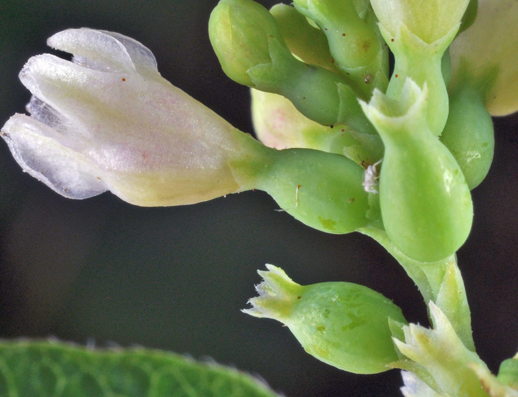 Flora of Eastern Washington Image: Symphoricarpos albus zoomed bulb in nature