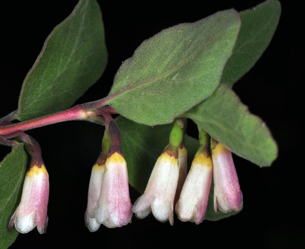 Flora of Eastern Washington Image: Symphoricarpos oreophilus leaves and bulbs