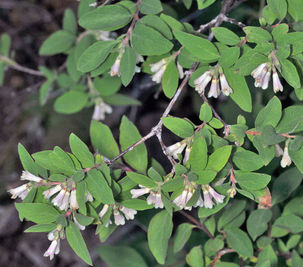Flora of Eastern Washington Image: Symphoricarpos rotundifolius stem and leaves and flowers in nature