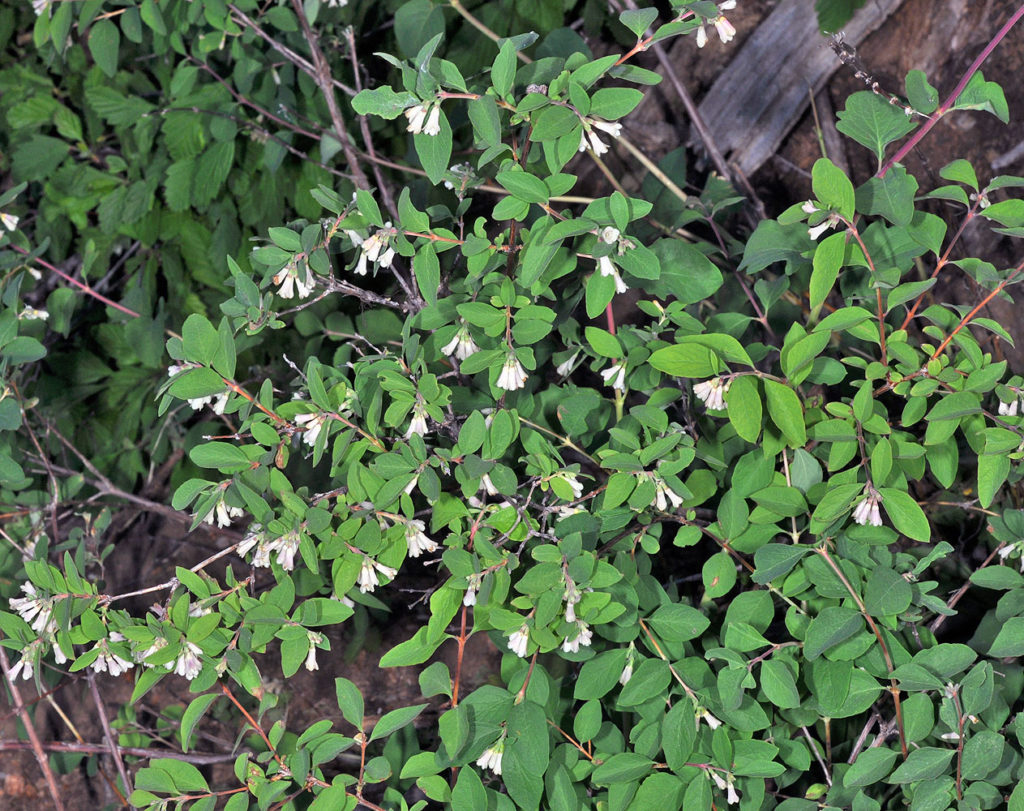 Flora of Eastern Washington Image: Symphoricarpos rotundifolius zoomed in full plant in nature