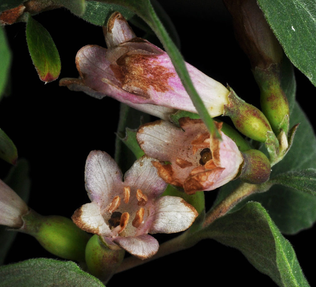 Flora of Eastern Washington Image: Symphoricarpos rotundifolius flower bulbs full view