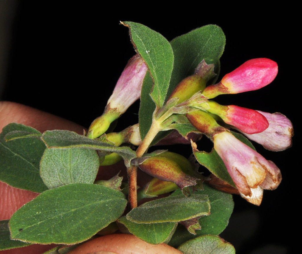 Flora of Eastern Washington Image: Symphoricarpos rotundifolius leaves and bulbs