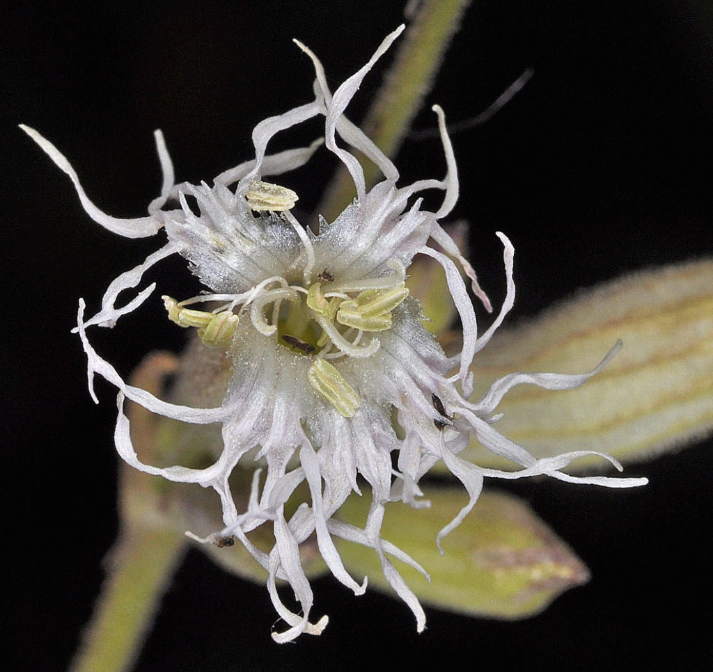 Flora of Eastern Washington Image: Silene oregana 10