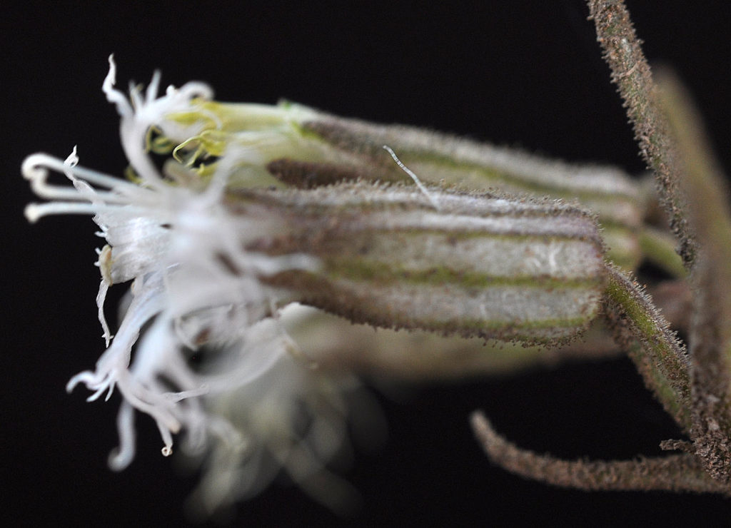 Flora of Eastern Washington Image: Silene oregana 2