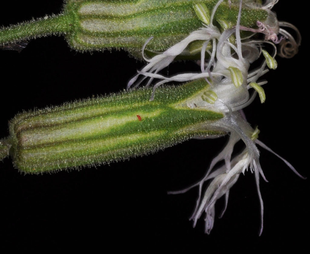 Flora of Eastern Washington Image: Silene oregana 12