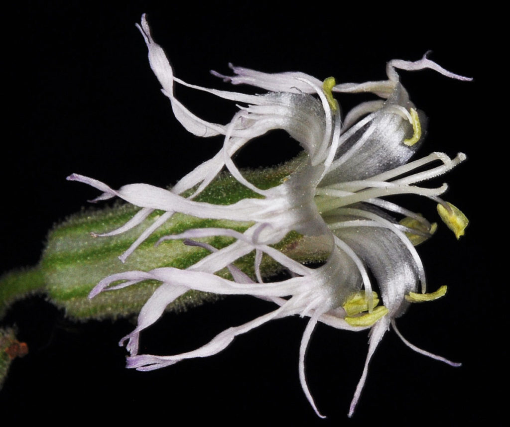 Flora of Eastern Washington Image: Silene oregana 13