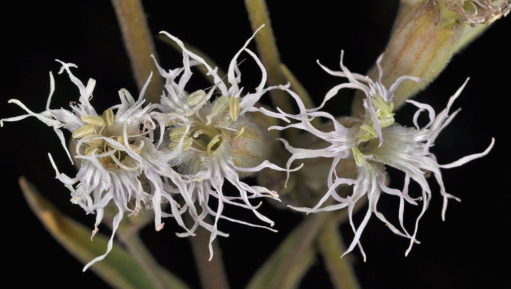 Flora of Eastern Washington Image: Silene oregana 9