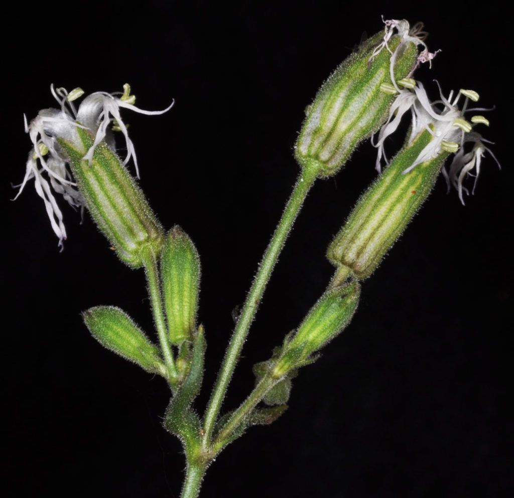 Flora of Eastern Washington Image: Silene oregana 11