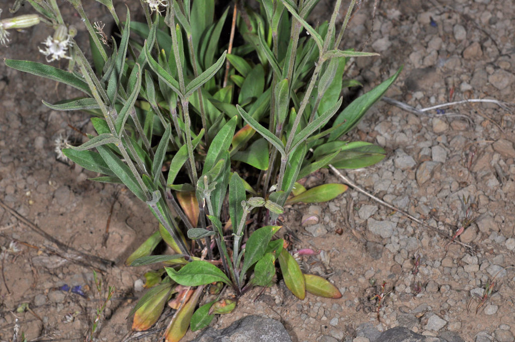 Flora of Eastern Washington Image: Silene oregana 6