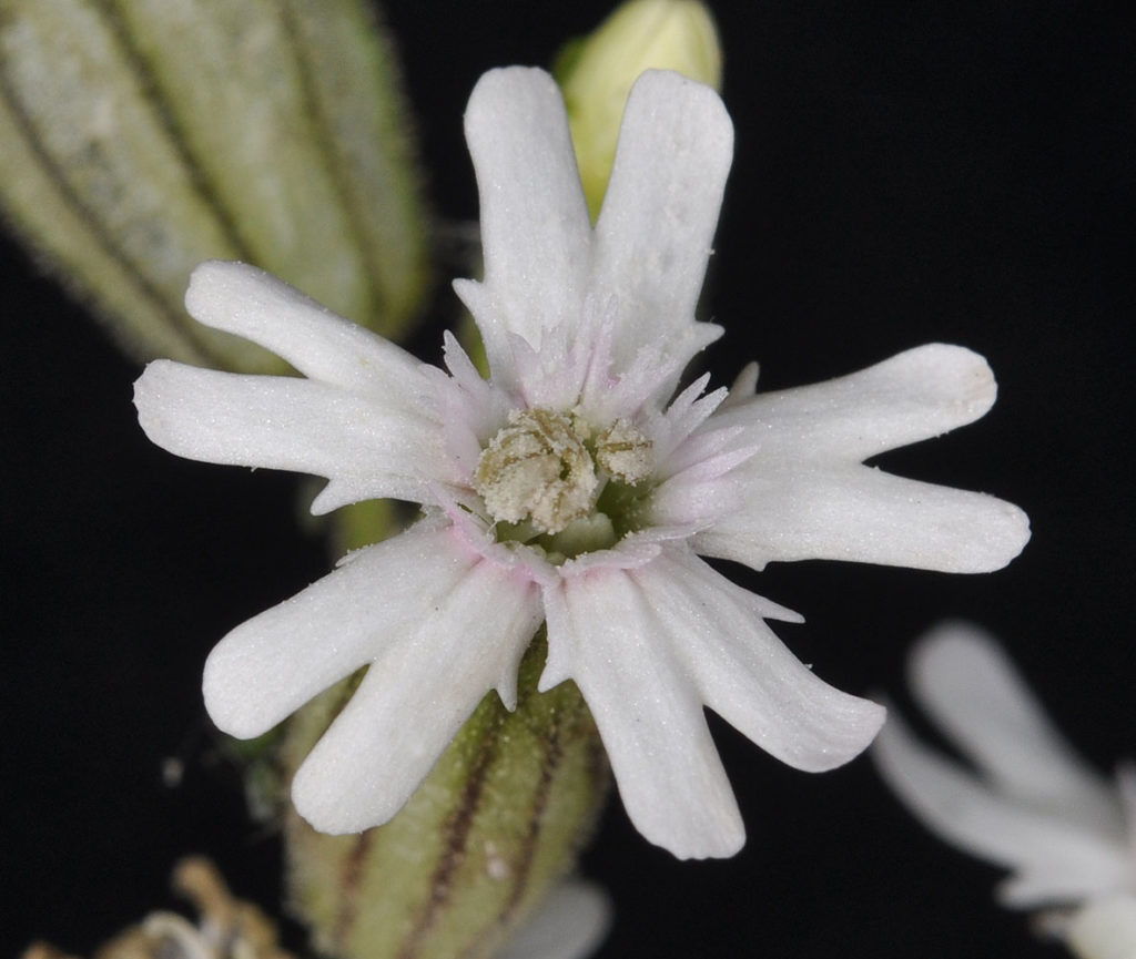 Flora of Eastern Washington Image: Silene parryi center of flower