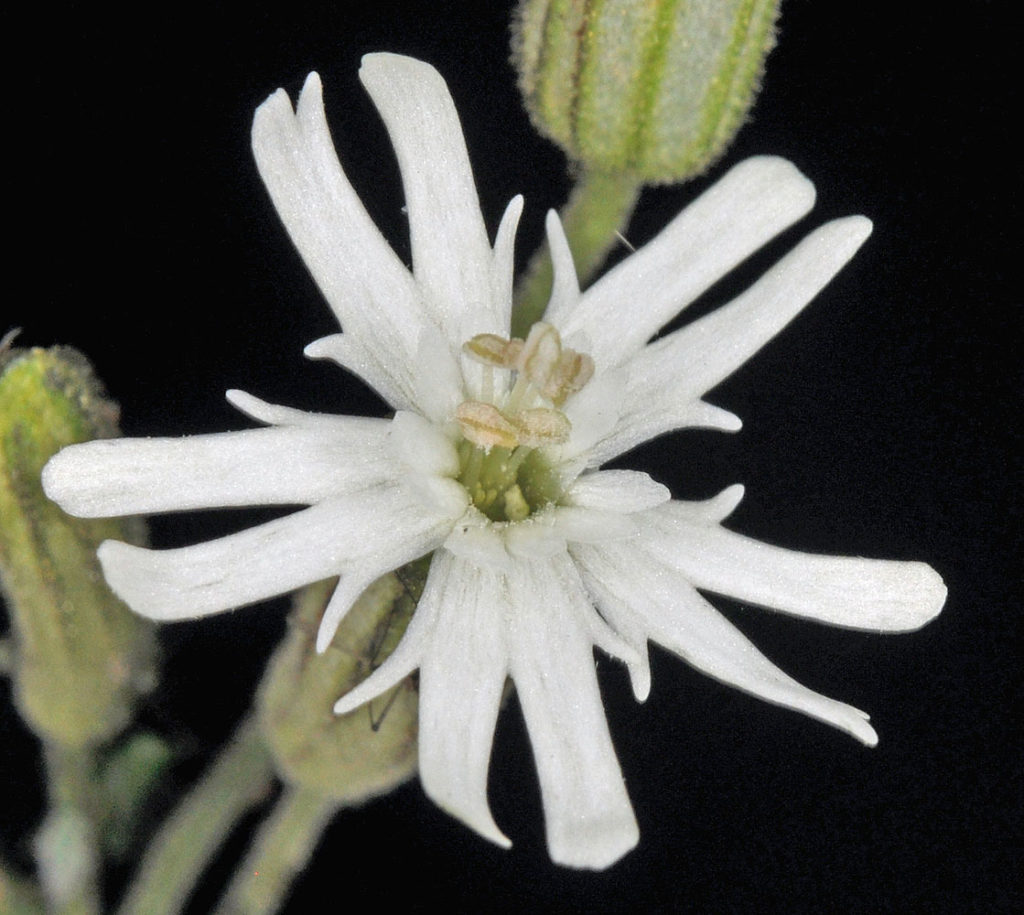 Flora of Eastern Washington Image: Silene parryi flower zoomed in