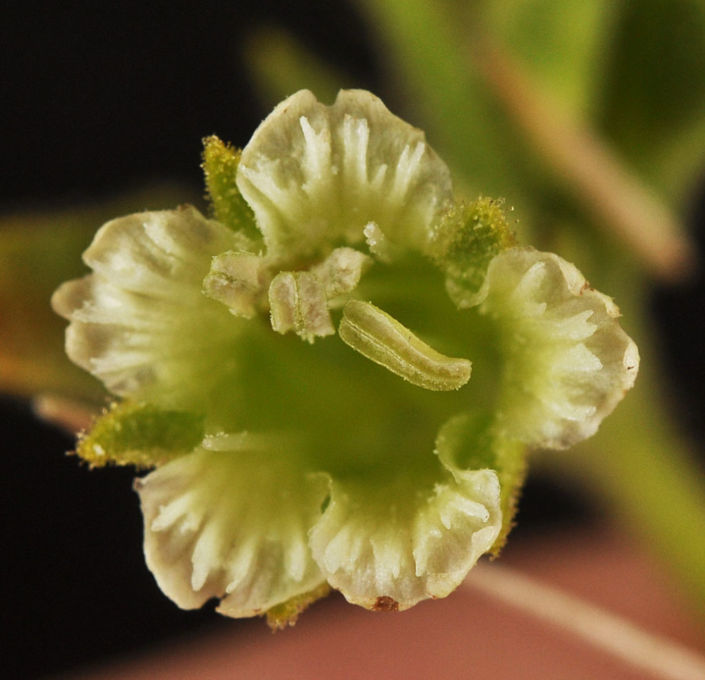 Flora of Eastern Washington Image: Silene spaldingii 16