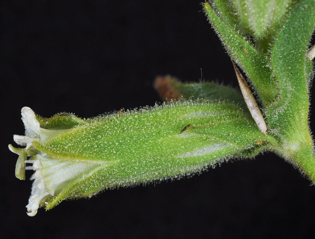 Flora of Eastern Washington Image: Silene spaldingii 4