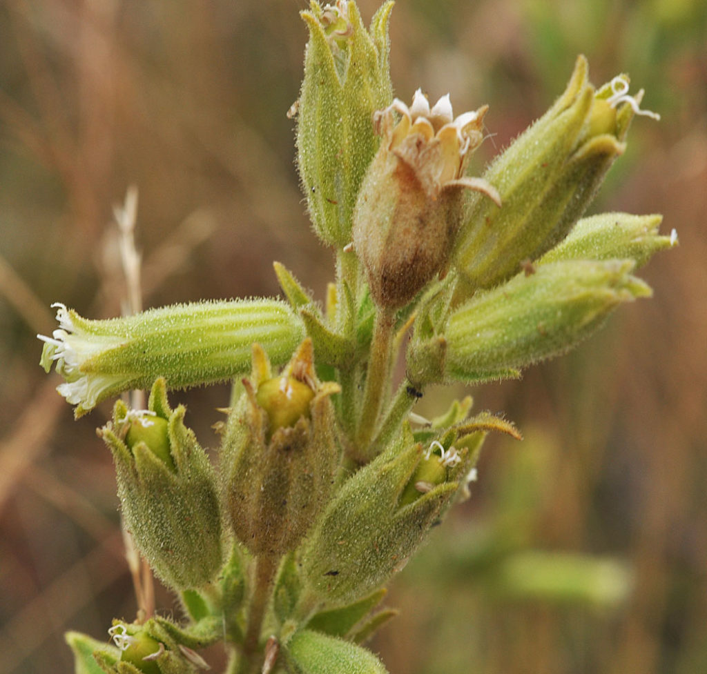 Flora of Eastern Washington Image: Silene spaldingii 11