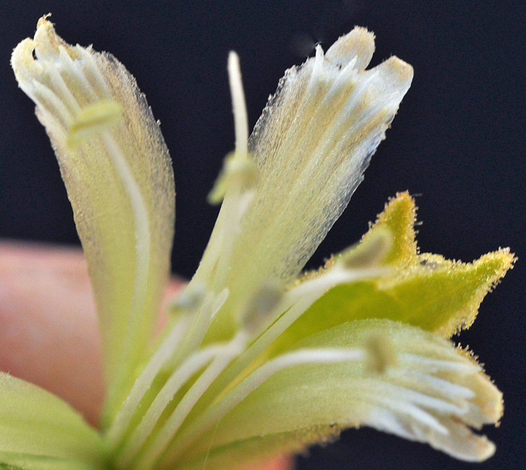 Flora of Eastern Washington Image: Silene spaldingii 9