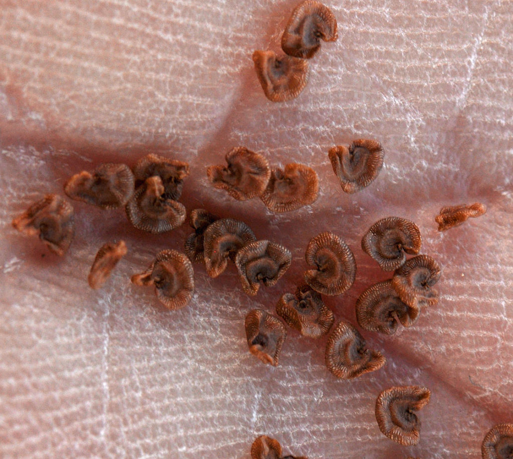 Flora of Eastern Washington Image: Silene spaldingii 7