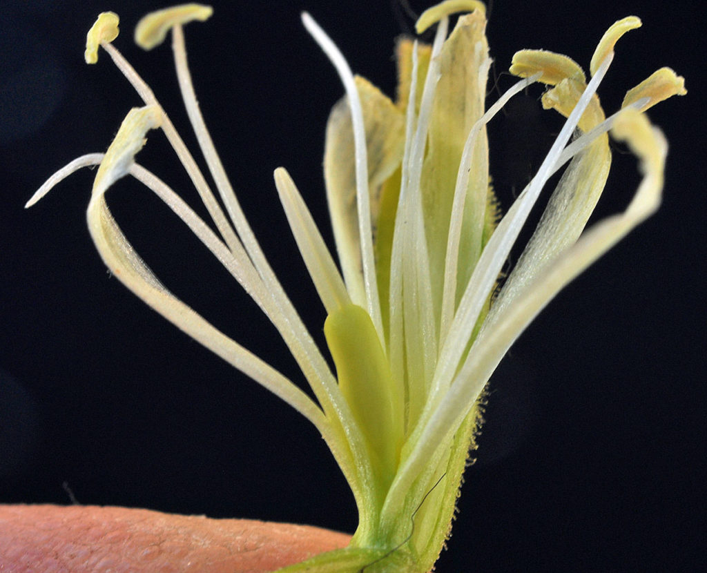 Flora of Eastern Washington Image: Silene spaldingii 6