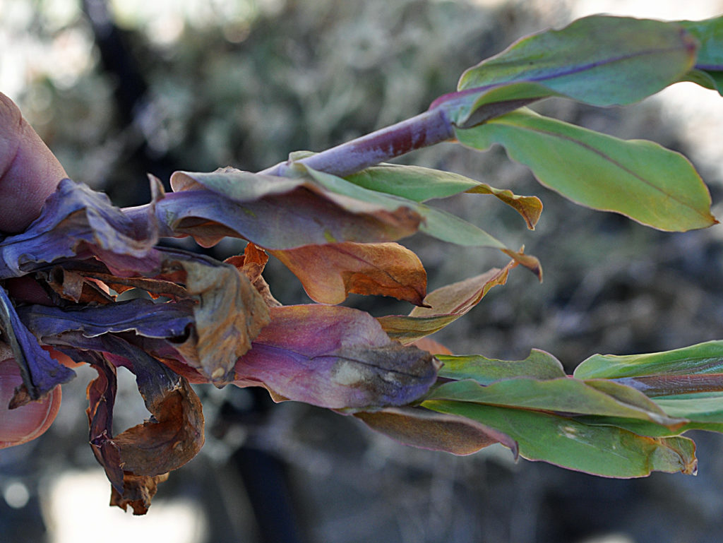 Flora of Eastern Washington Image: Silene vulgaris stem and leaves zoom