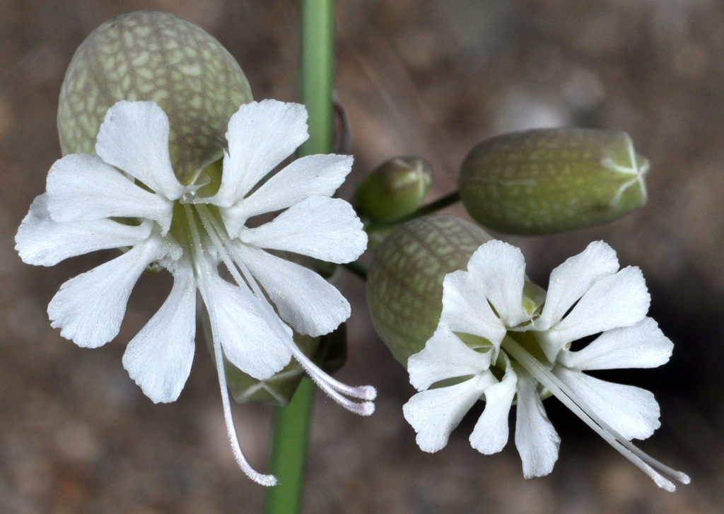 Flora of Eastern Washington Image: Silene vulgaris two flower bulbs