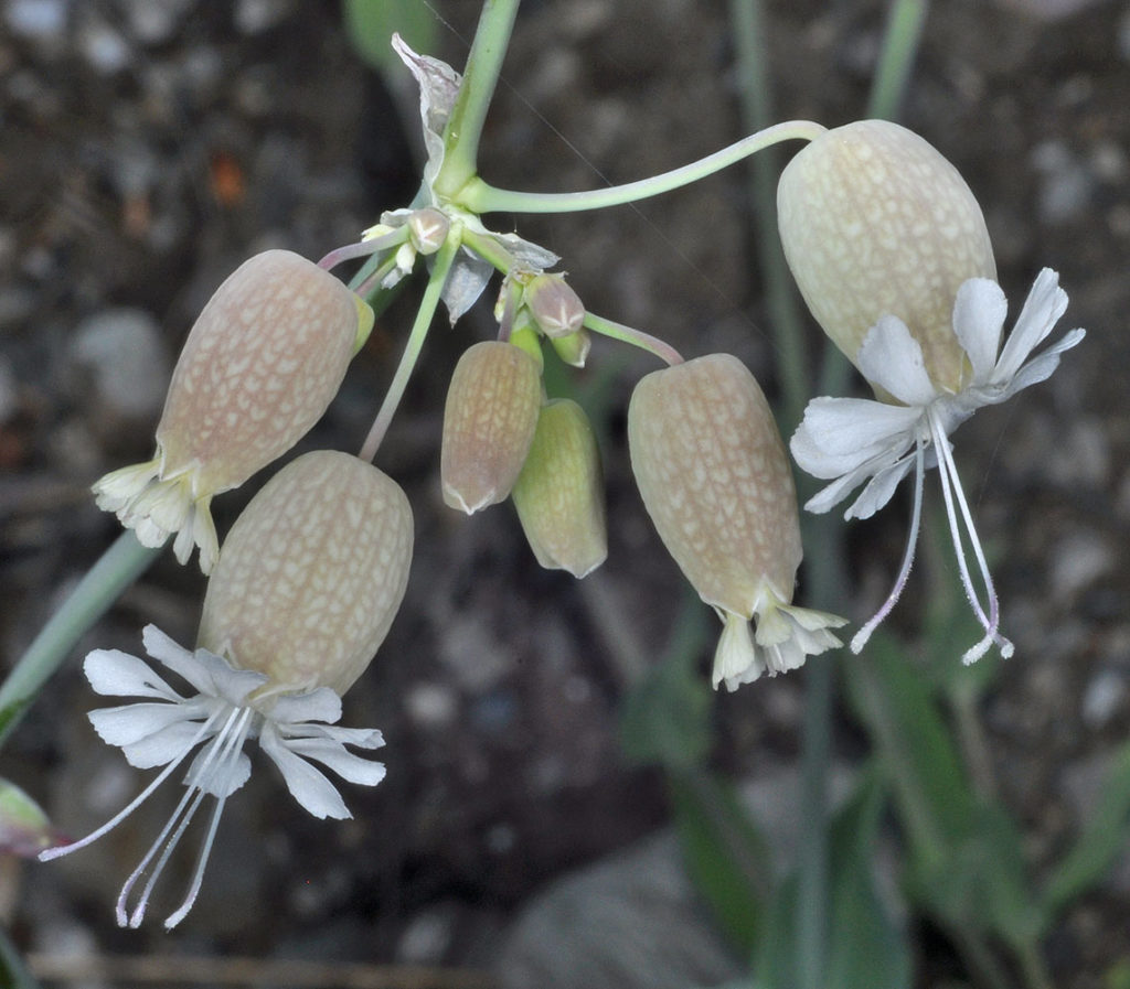 Flora of Eastern Washington Image: Silene vulgaris many bulbs in nature