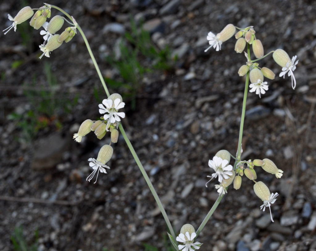 Flora of Eastern Washington Image: Silene vulgaris stem and flowers in nature