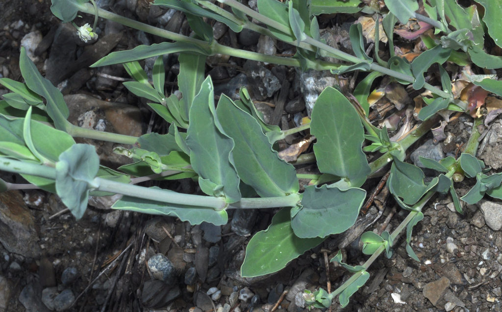 Flora of Eastern Washington Image: Silene vulgaris stem and eleaves