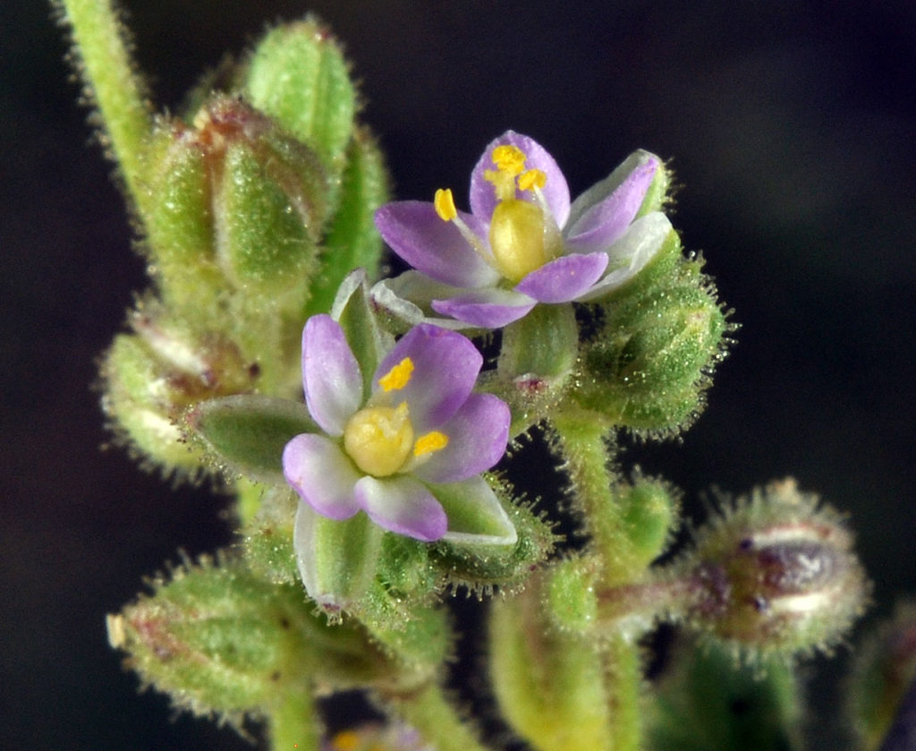 Flora of Eastern Washington Image: Spergularia salina flower bulb