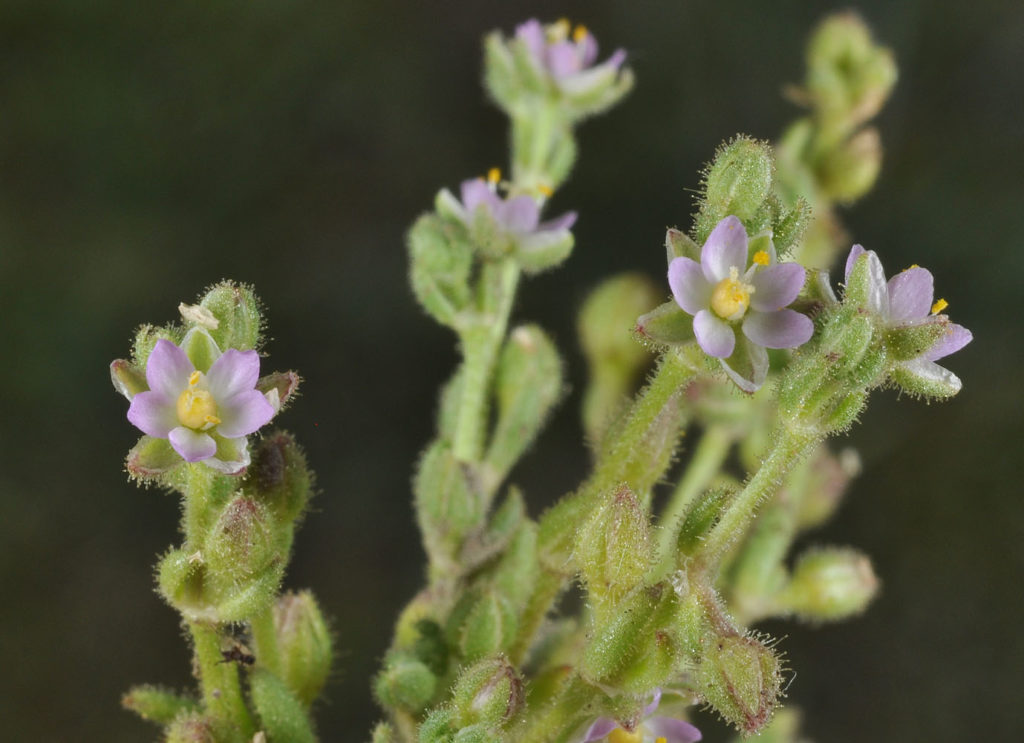 Flora of Eastern Washington Image: Spergularia salina flower